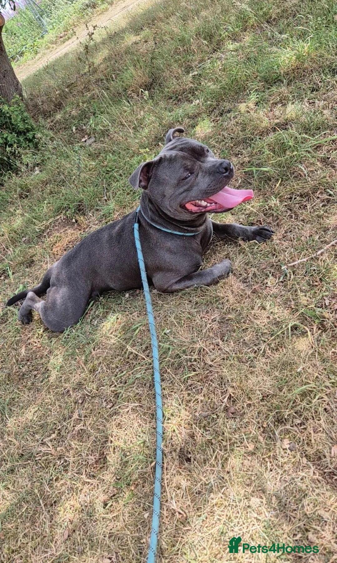 Staffordshire Bull Terrier dogs for sale: Stunning Staffordshire Bull Terriers! - Advert 30