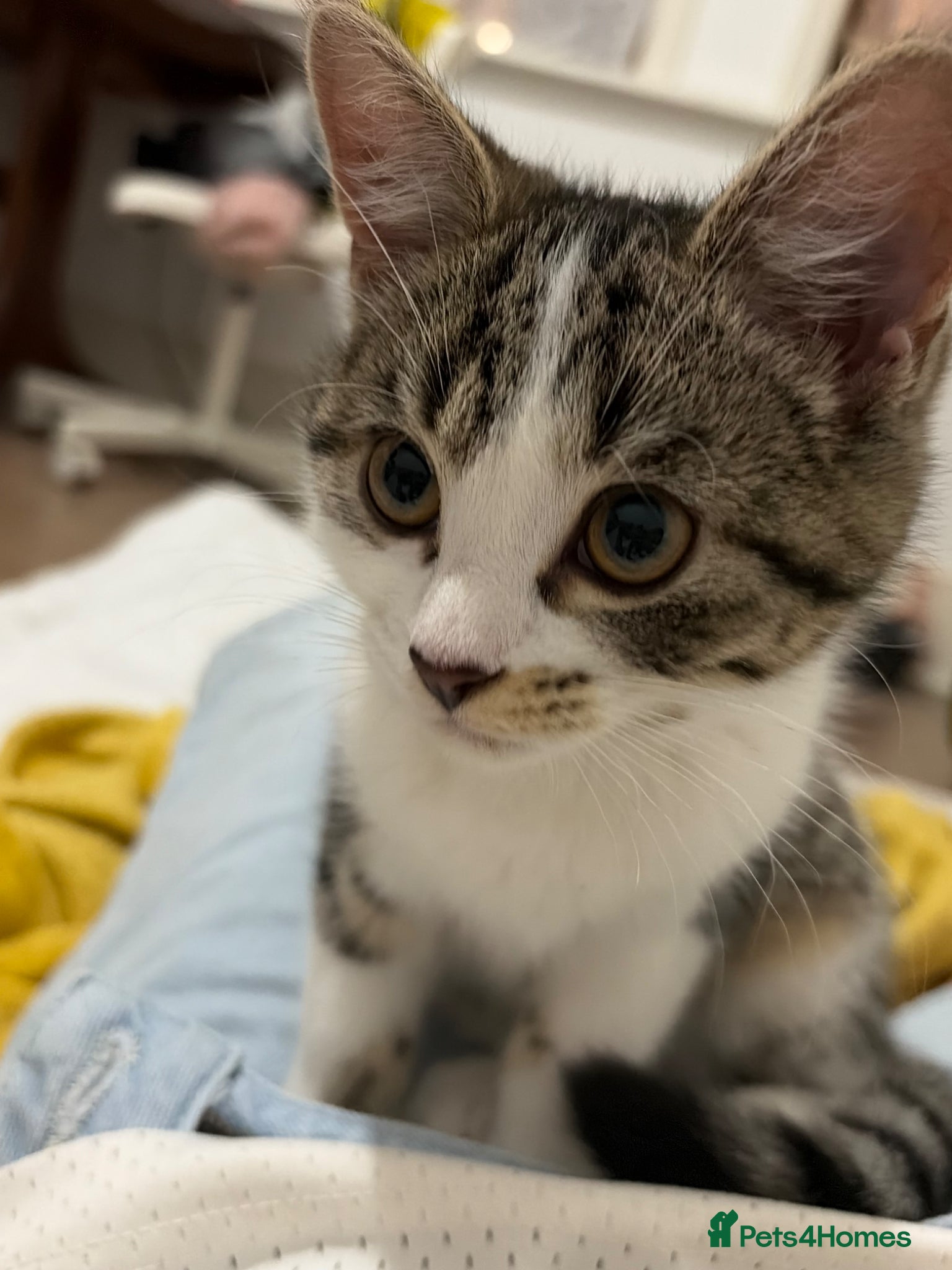 Mixed Breed cats for sale: Cute tabby cat  - Advert 2