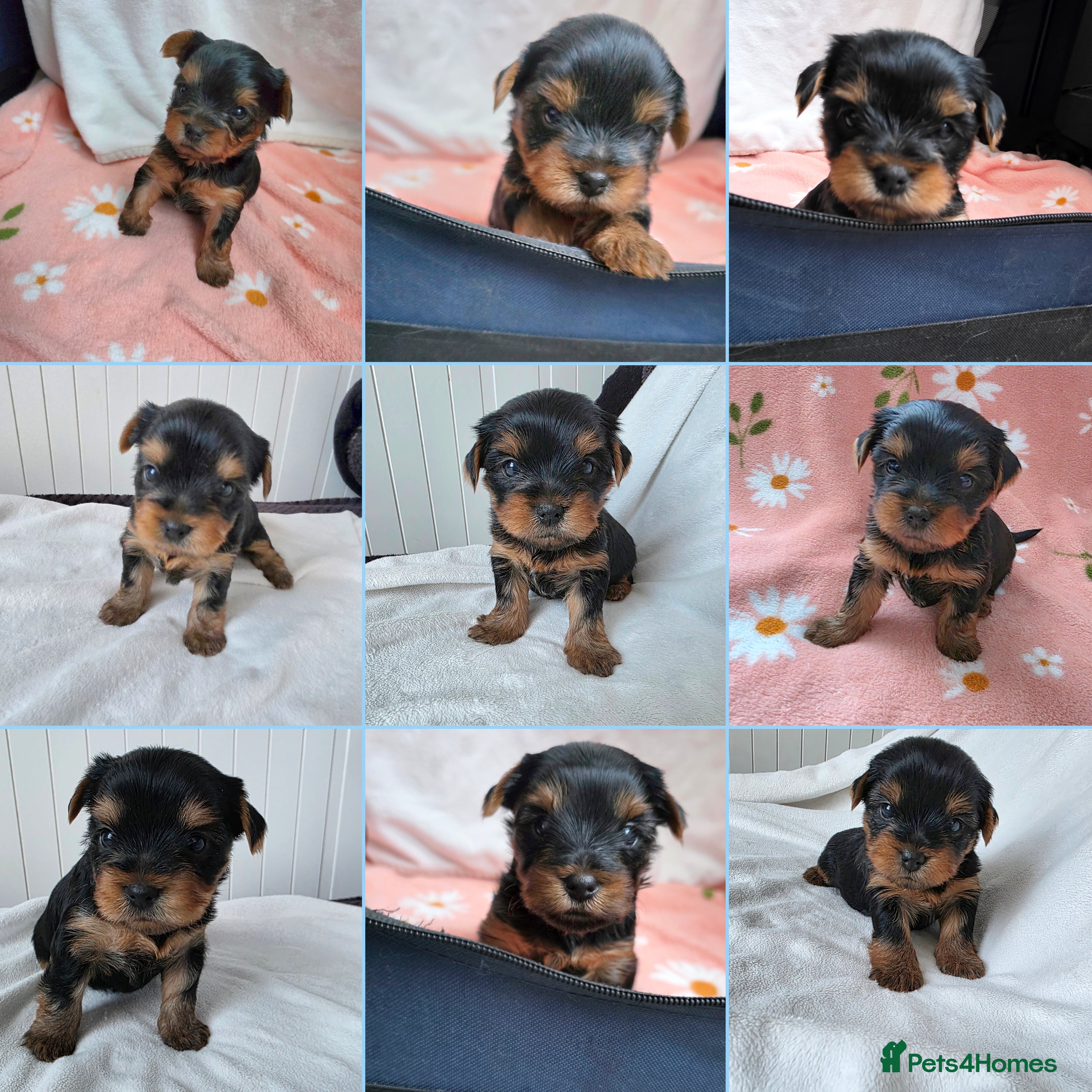 Yorkshire Terrier dogs KC Reg Yorkshire Terriers,Sired by a UK Champion🏆 - Advert 2
