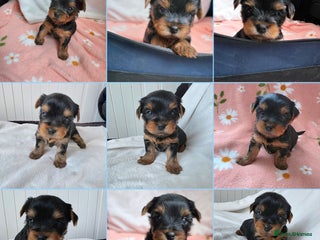 Yorkshire Terrier dogs KC Reg Yorkshire Terriers,Sired by a UK Champion🏆 - Advert 4
