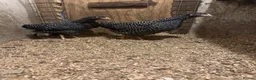 Chickens poultry for sale: 6x hatching eggs - Quality Barred Plymouth Rock LF - Advert 5