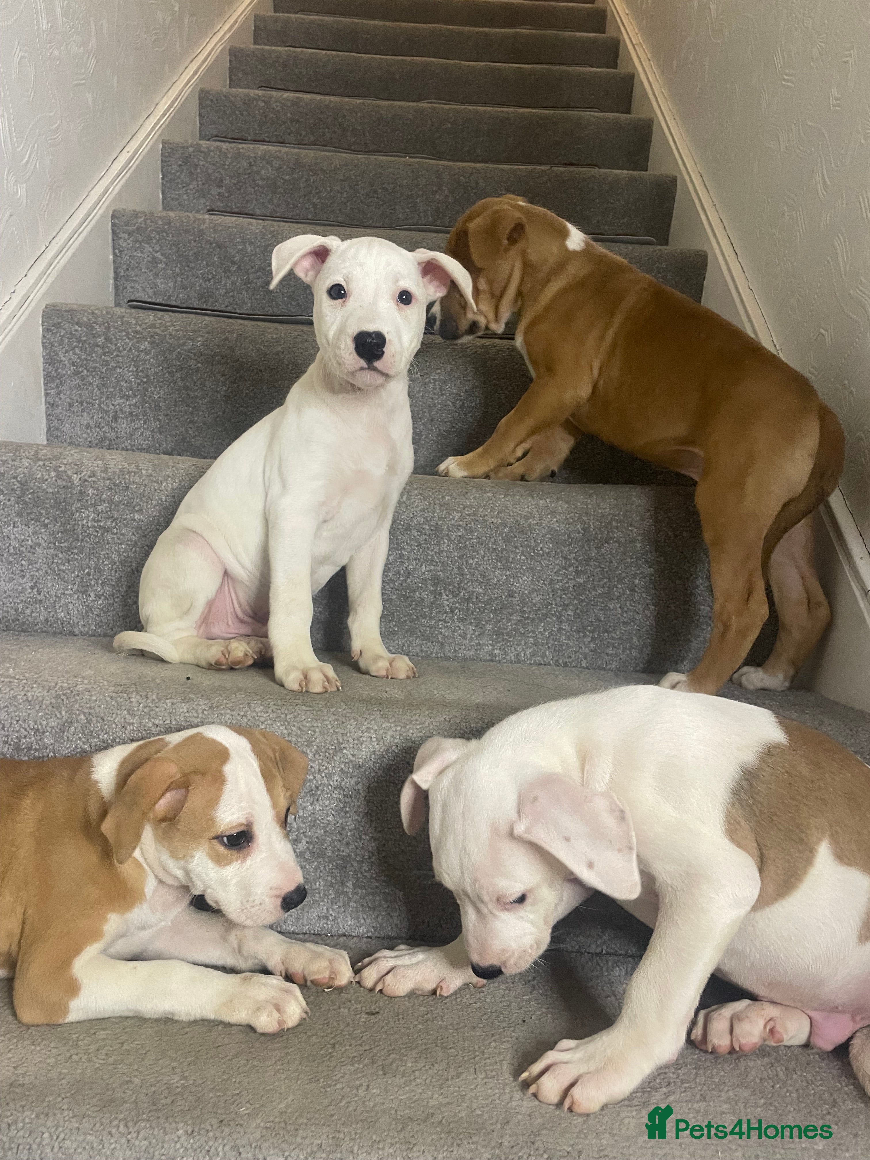 Mixed Breed dogs 🐶✨Stunning Staffordshire  ** tiff Pupps - Advert 4