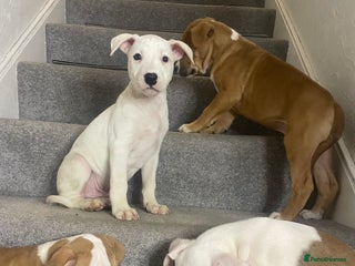Mixed Breed dogs 🐶✨Stunning Staffordshire ** tiff Pupps - Advert 1