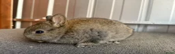 Netherland Dwarf rabbits for sale: Pure Bred Netherland Dwarf Rabbits - Advert 15