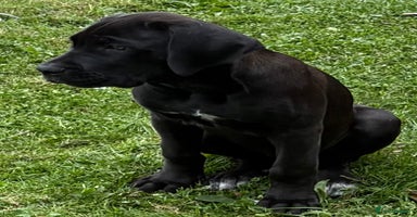 Cane Corso dogs - Advert 10