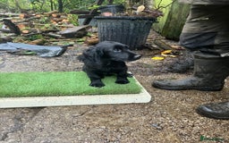 Cocker Spaniel dogs for sale: Working Cocker Pups  - Image 7