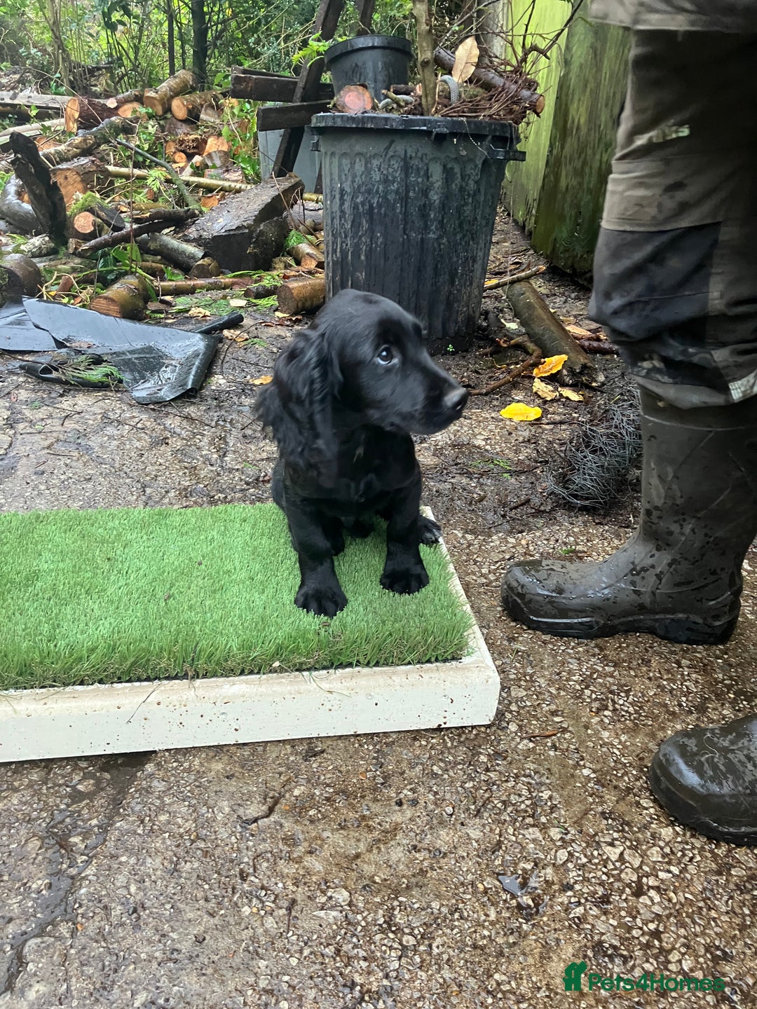 Cocker Spaniel dogs for sale: Working Cocker Pups  - Image 7