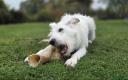 Mixed Breed dogs for adoption:  ARIEL with the bunny rabbit ears  - Image 15