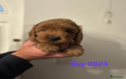 Cockapoo dogs for sale: DEEP RED COCKAPOOS READY NOW - Image 19