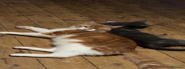 Jasper