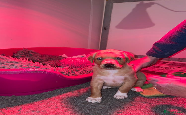 Mixed Breed dogs - Advert 2