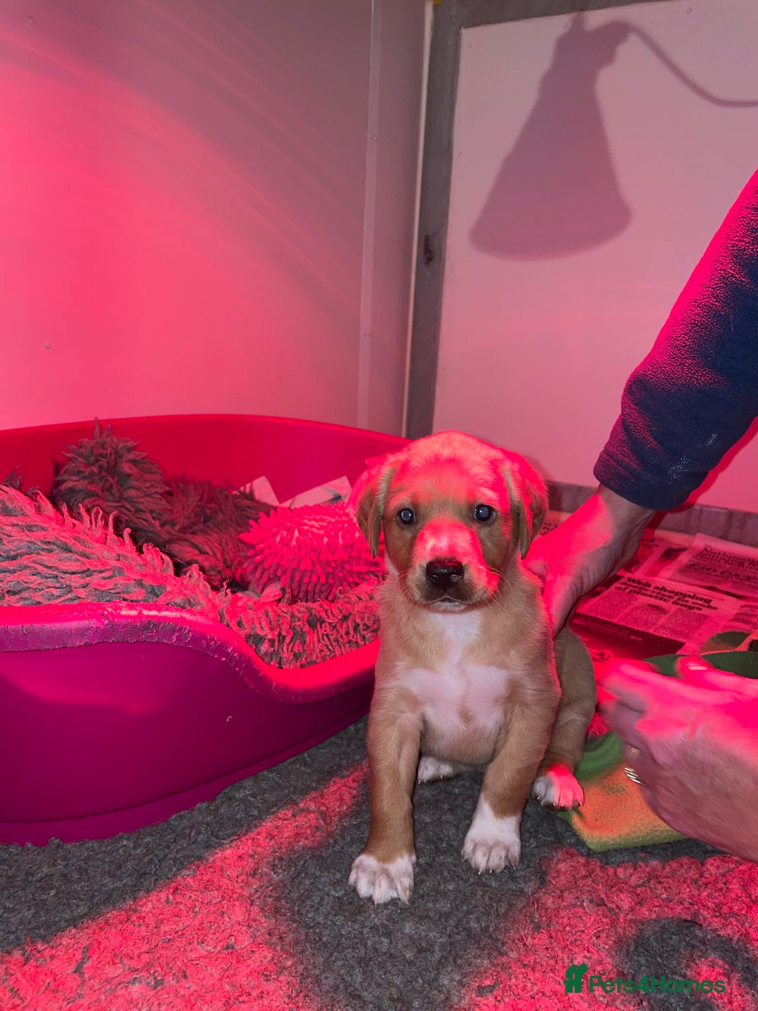 Mixed Breed dogs for sale: Labrador x English Pointer  - Image 1