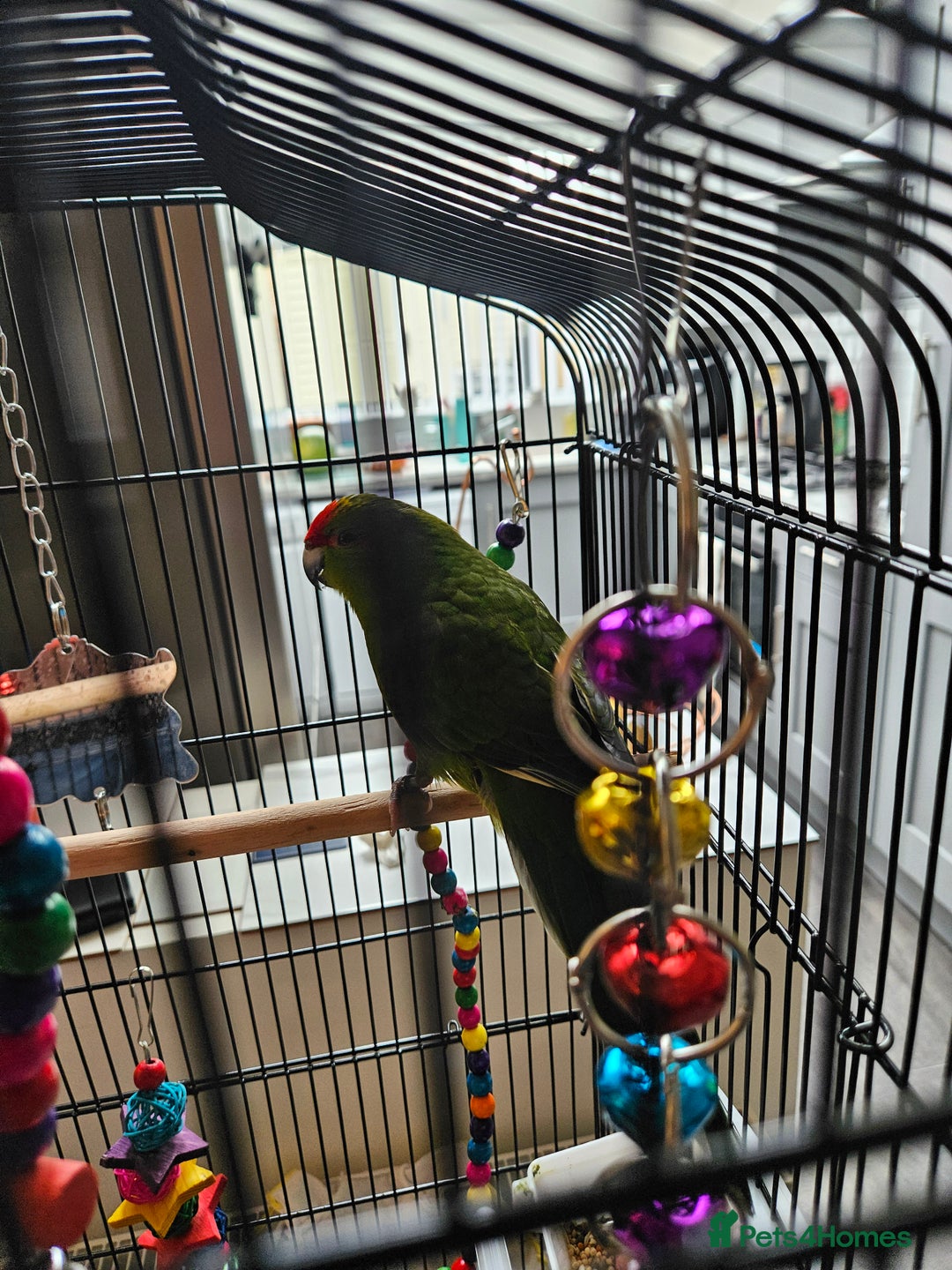 Conures birds for sale: Male Kakariki - Image 1