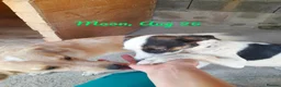 Mixed Breed dogs for adoption: Moon, 1.5 yrs approx. Available for adoption. - Advert 4