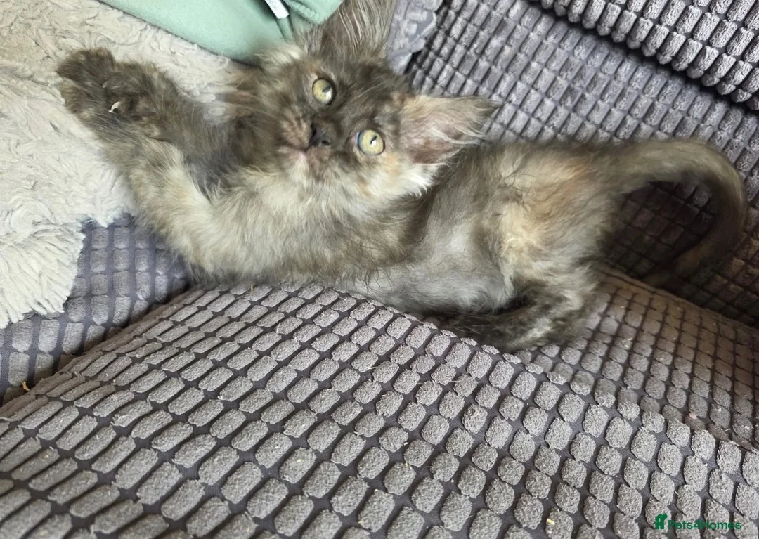 Maine Coon cats for sale: Title 2 x Maine Coon Kittens ONLY FEMALES LEFT - Advert 14