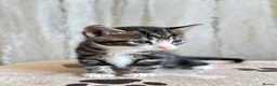 Mixed Breed cats for sale: Bengal/ tabby mixed kittens - Advert 36