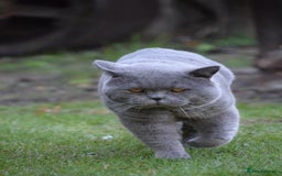 British Shorthair cats for sale: BSH Blue kittens, 3xgirls 3xboys - Image 28
