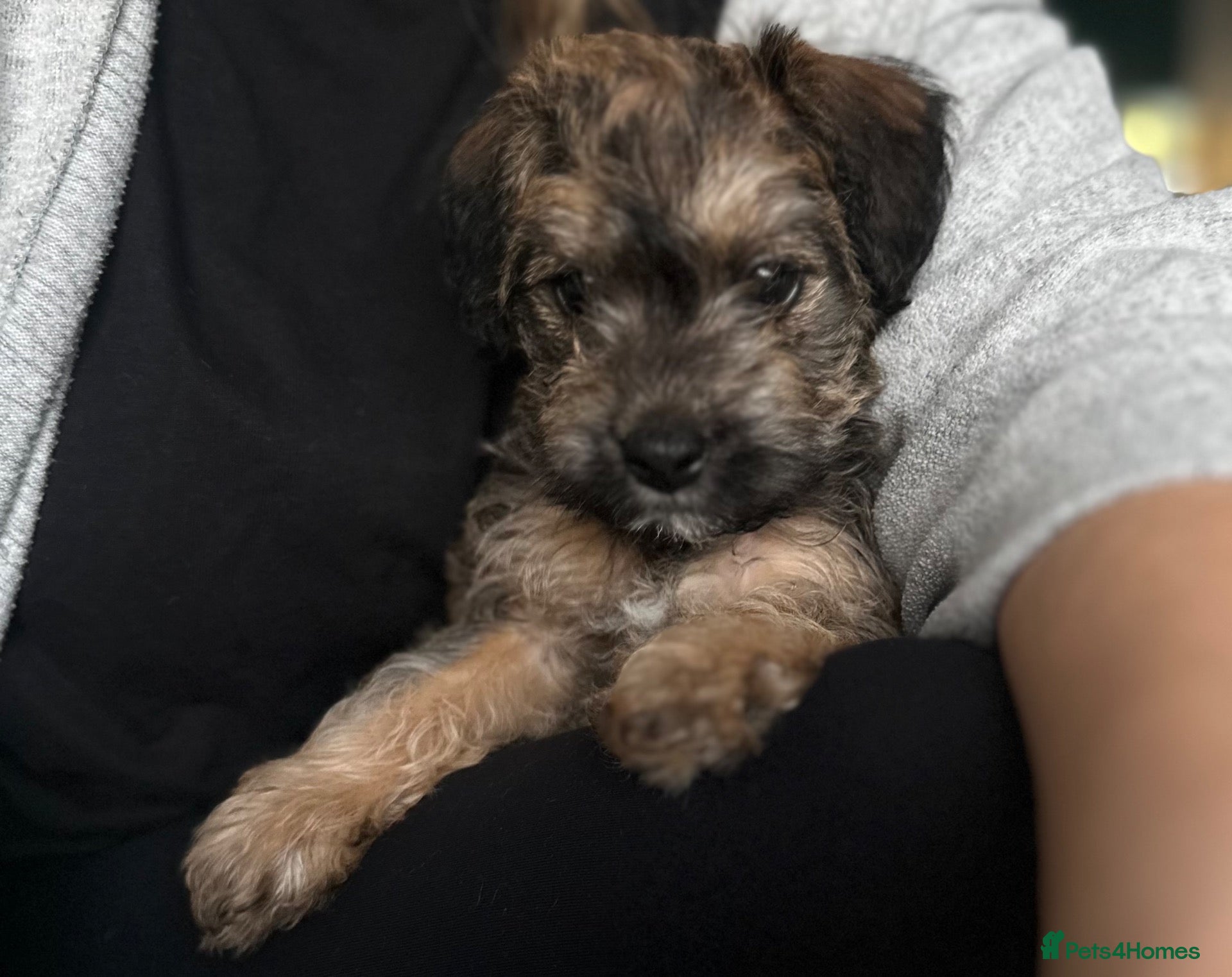 Mixed Breed dogs 1 girl left - Gorgeous F1 Jackapoo - toy poodle - Advert 2