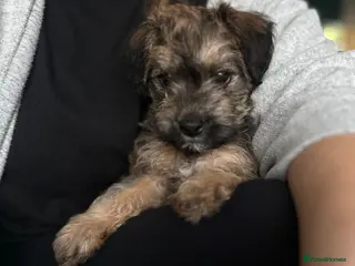 Mixed Breed dogs 1 girl left - Gorgeous F1 Jackapoo - toy poodle - Advert 2