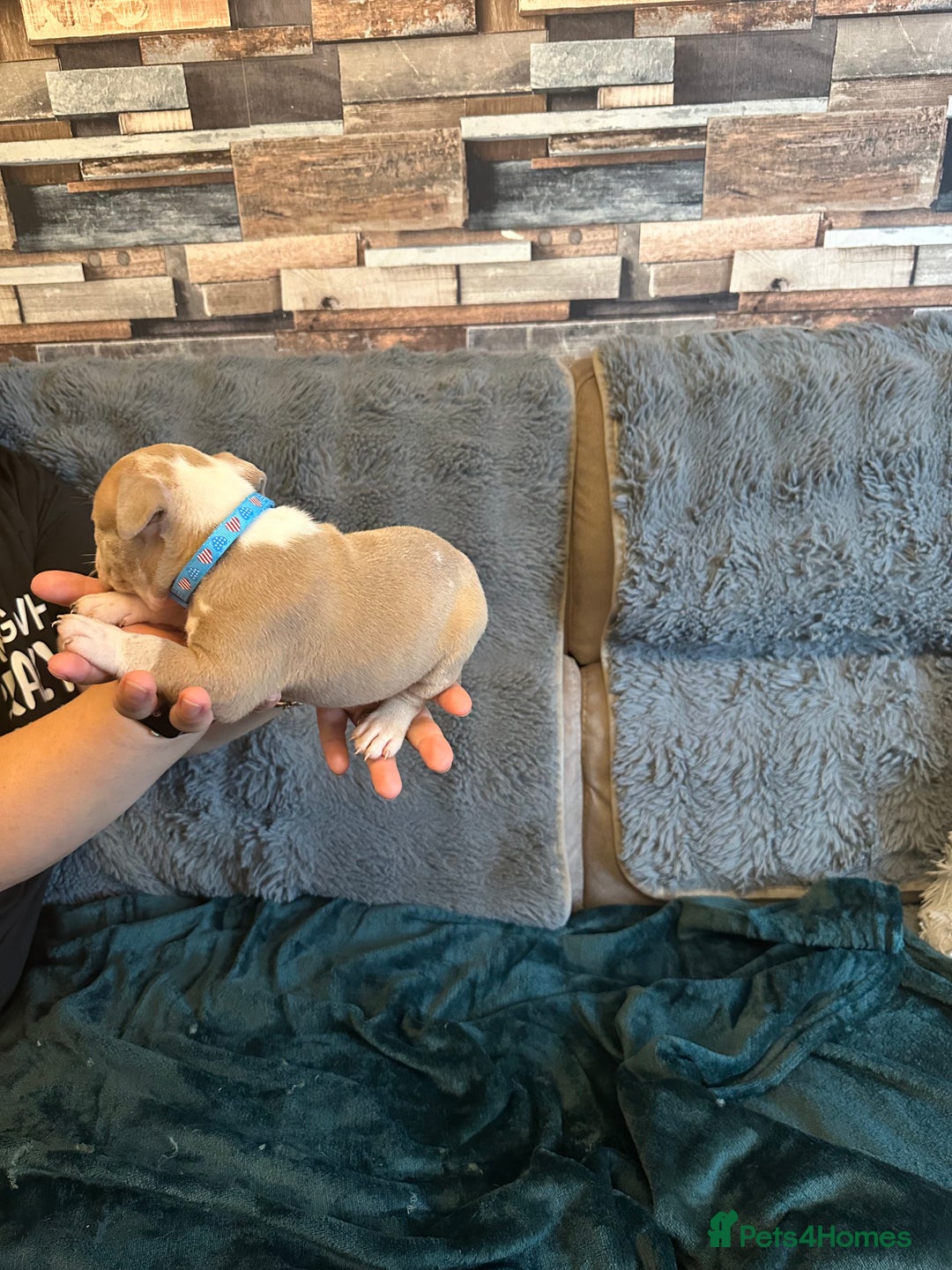 American Bully dogs for sale: 🐾 ABKC Registered Micro/Pocket Bully Puppies! 🐾 - Image 28