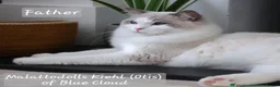 Ragdoll cats for sale: Blue Bicolour Female Ragdoll  - Advert 5