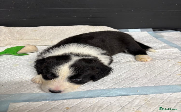 Border Collie dogs - Advert 1