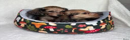 Miniature Dachshund dogs for sale: Two longhair miniature dachshund puppies READY NOW - Advert 8