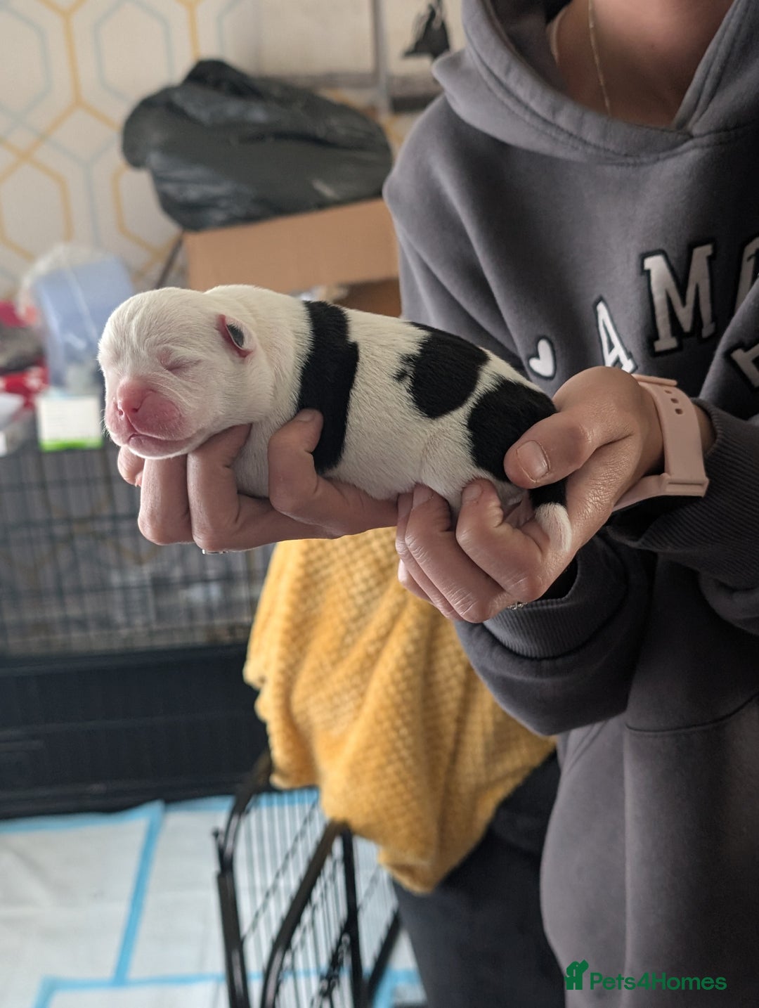 Old Tyme Bulldog dogs for sale: Old tyme bulldog pups  - Image 7