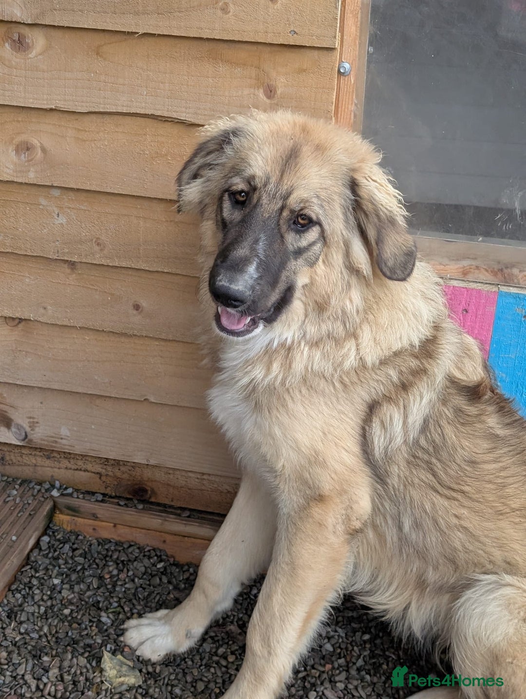 Mixed Breed dogs for adoption: Meet Iona – The Sweet, Shy Sister - Image 1