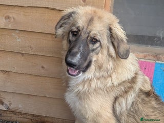 Mixed Breed dogs - Advert 20