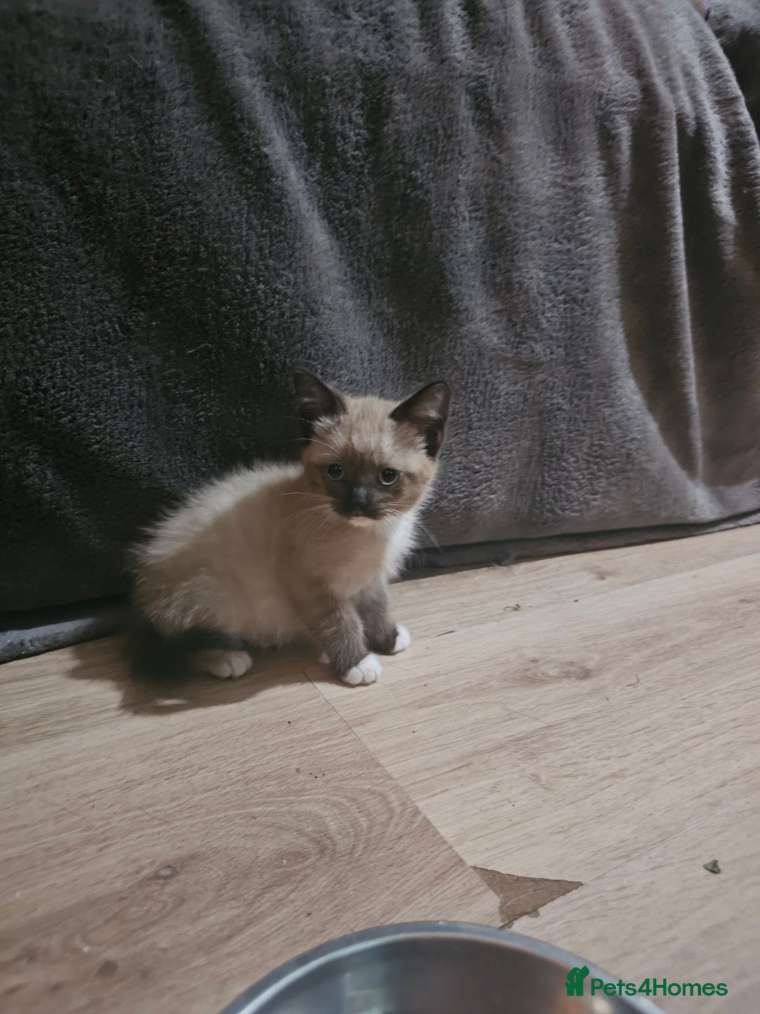 Mixed Breed cats for sale: Adorable kittens for sale - Advert 5