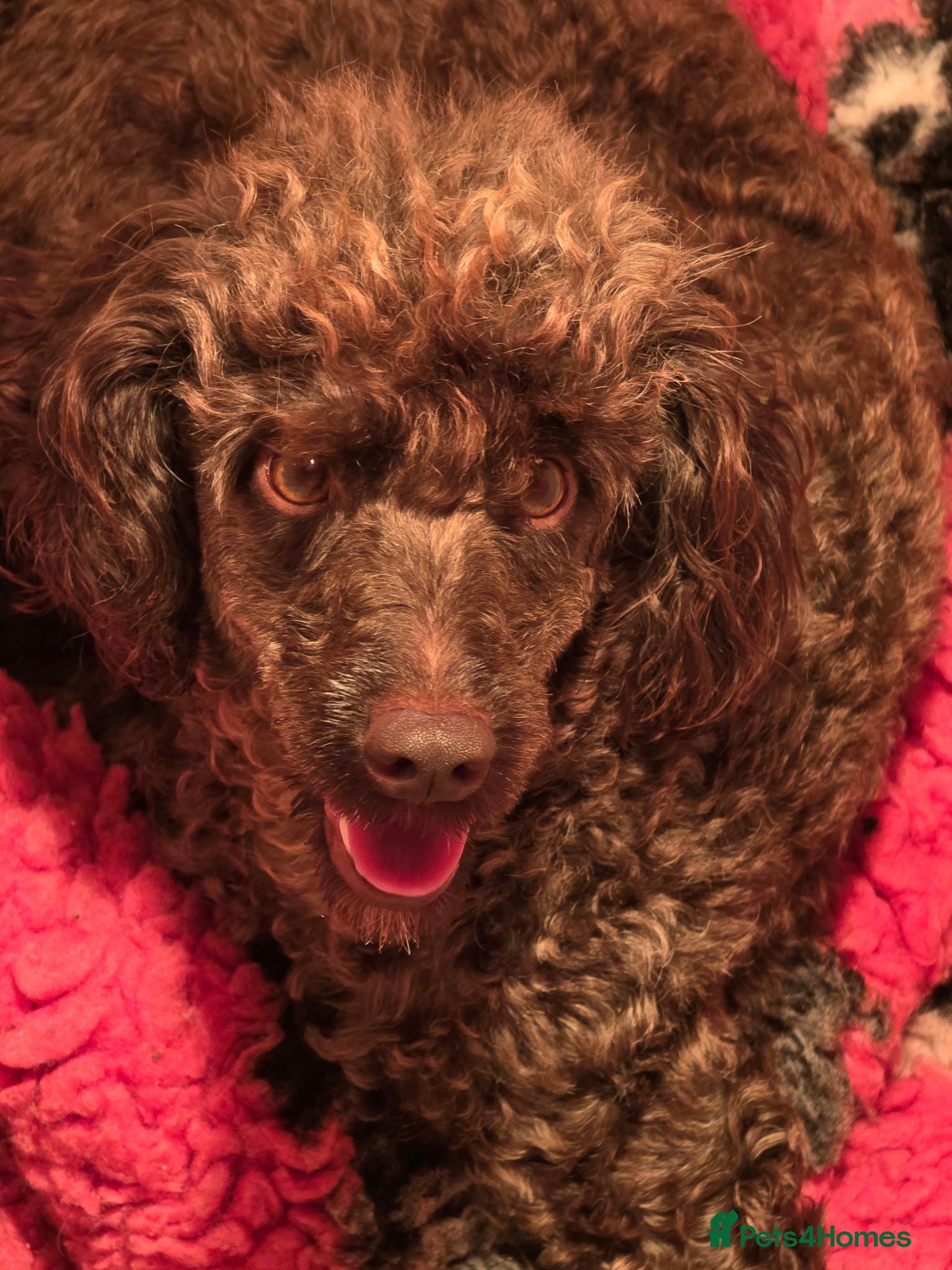 Miniature Poodle dogs Beautiful boy - Advert 1