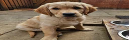 Golden Retriever dogs for sale: READY TO LEAVE Litter of Golden Retriever puppies - Advert 1