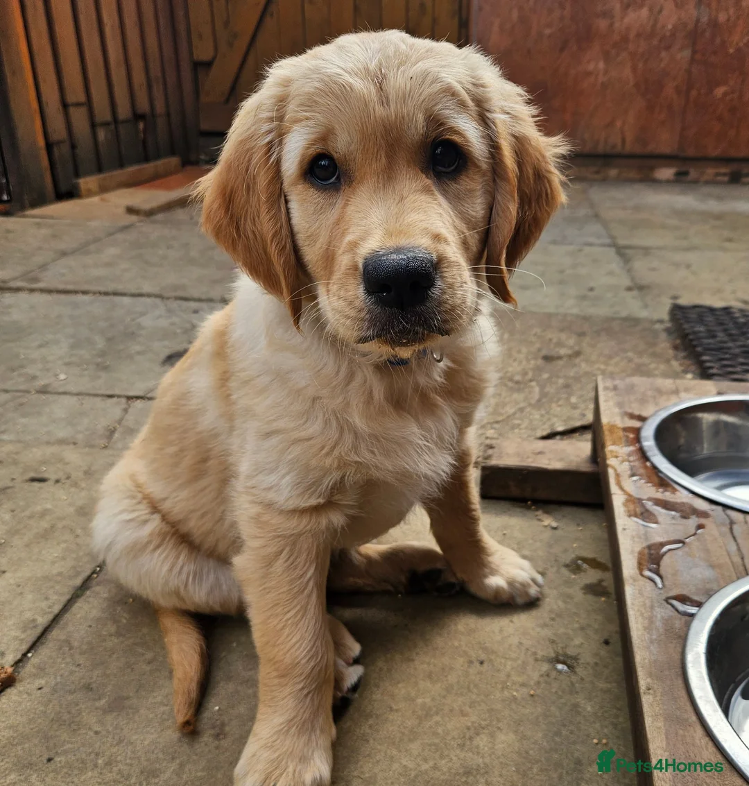 Golden Retriever dogs for sale: READY TO LEAVE Litter of Golden Retriever puppies - Advert 1