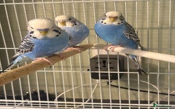 Budgerigars birds for sale: Budgies for sale  - Image 10