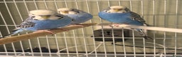 Budgerigars birds for sale: Budgies for sale  - Advert 10