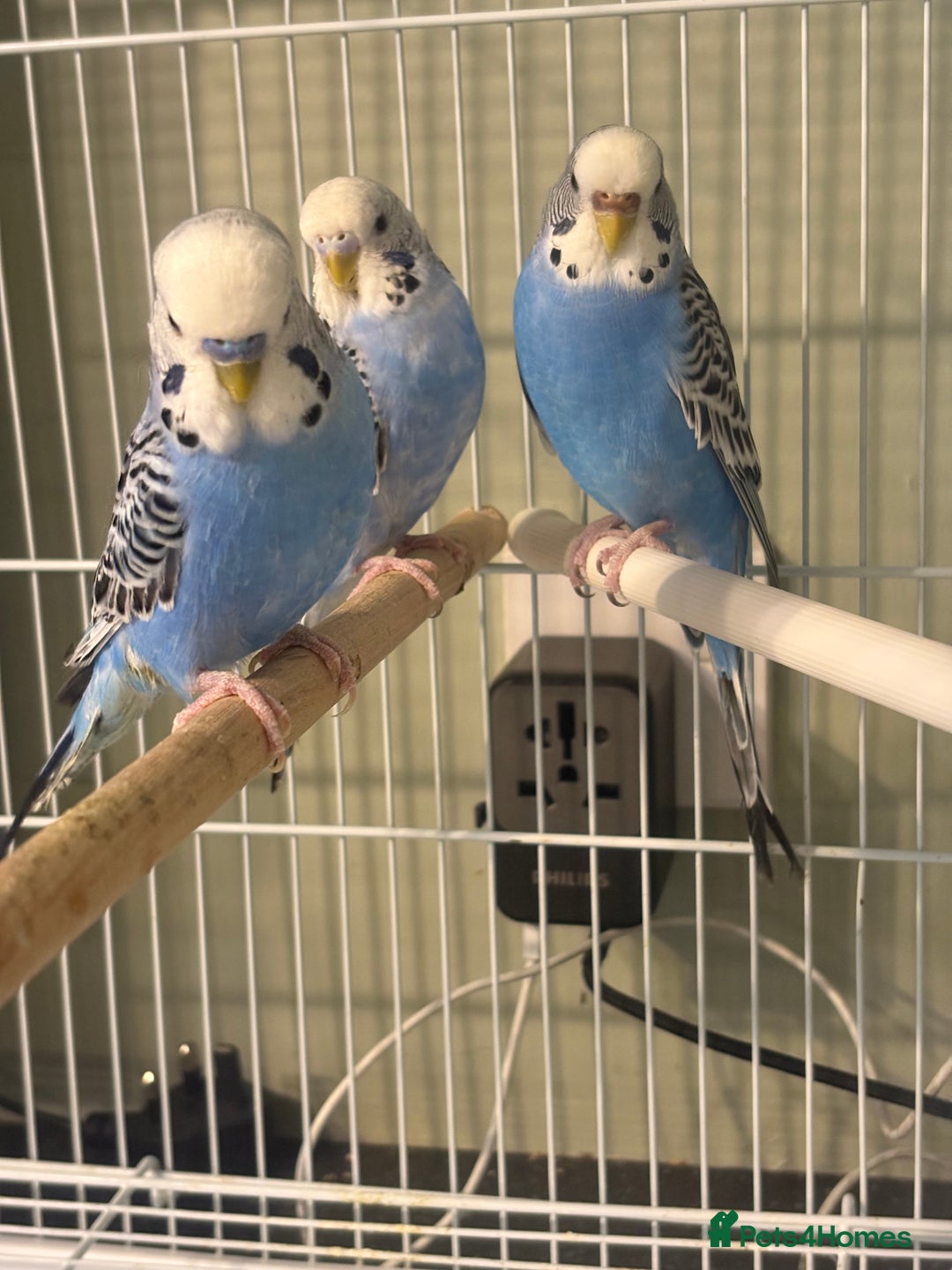 Budgerigars birds for sale: Budgies for sale  - Image 10