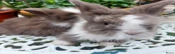 Lionhead rabbits for sale: STUNNING DOUBLE/ TEDDY LION BABIES  - Advert 8