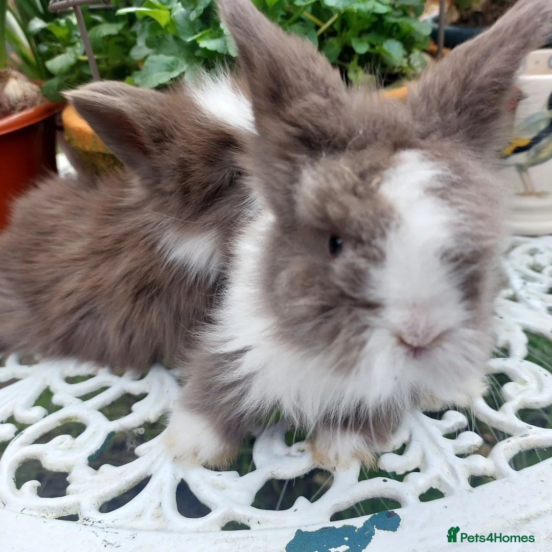 Lionhead rabbits for sale: STUNNING DOUBLE/ TEDDY LION BABIES  - Advert 8