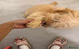 Cockapoo dogs for sale: Cockapoo - Image 4