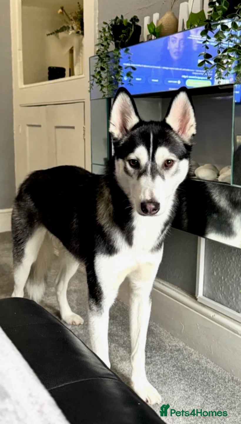 Siberian Husky dogs Siberian husky  - Advert 1