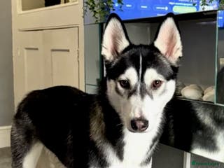 Siberian Husky dogs Siberian husky - Advert 1