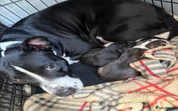 Mixed Breed dogs for sale: Staffy x lurcher pups - Image 8