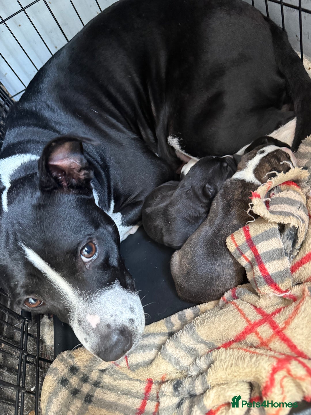 Mixed Breed dogs for sale: Staffy x lurcher pups - Image 8