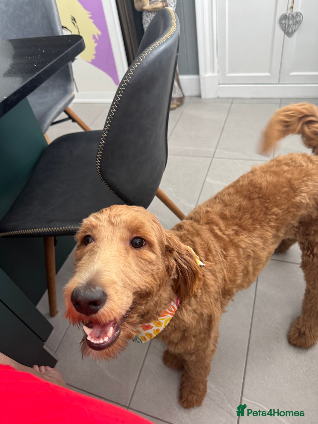 Australian Labradoodle dogs for sale: Australian Labradoodle- 9 months - Medium size  in Glasgow - Image 3