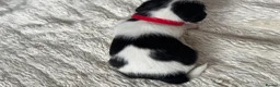 Jackapoo dogs for sale: Jackpoo puppies  - Advert 3