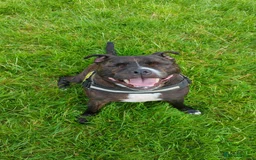 Staffordshire Bull Terrier dogs for sale: Male Staffy micro chipped ready for his new family - Image 4