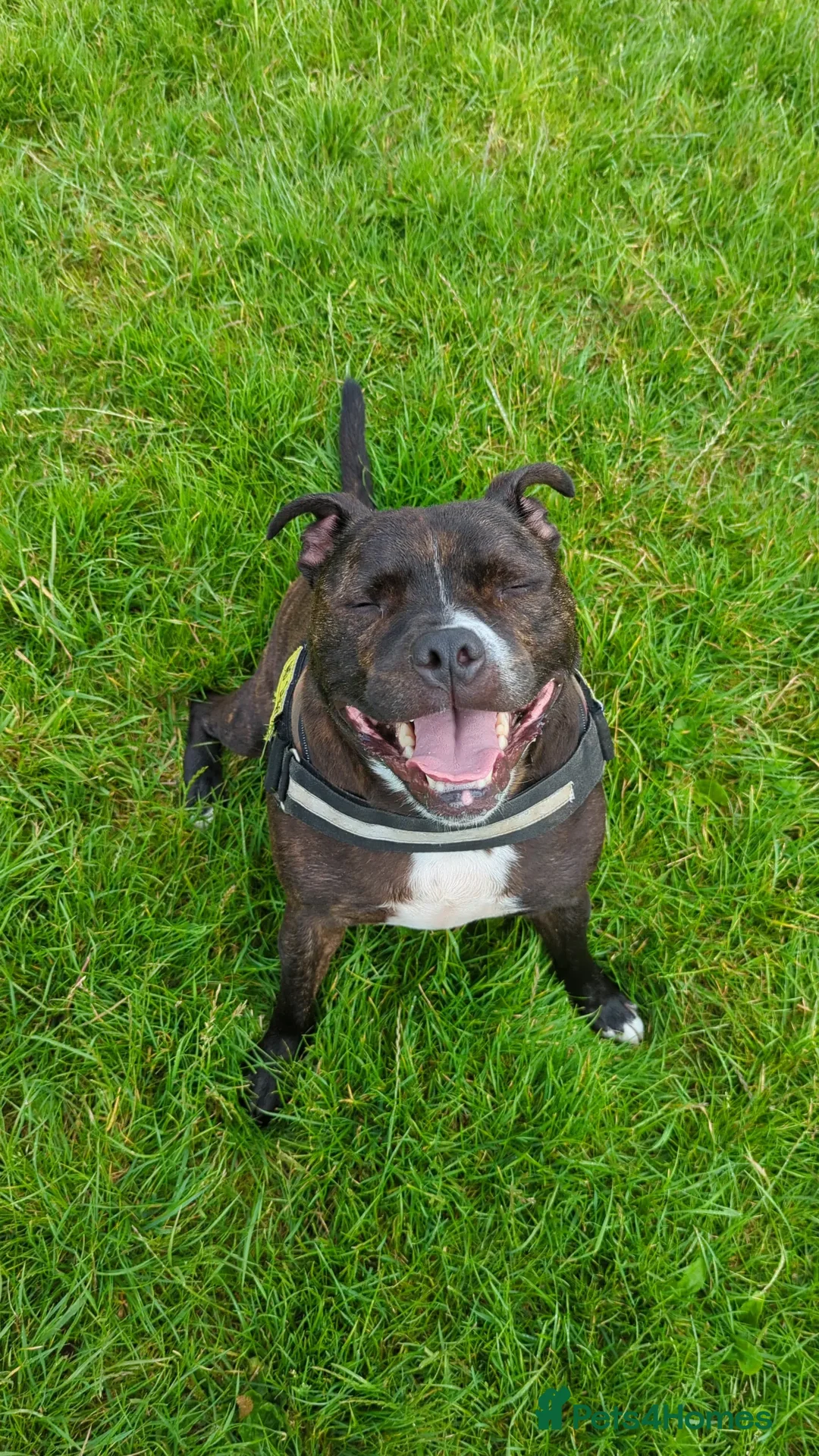 Staffordshire Bull Terrier dogs for sale: Male Staffy micro chipped ready for his new family - Image 4