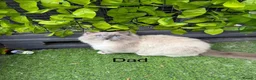 Ragdoll cats for sale: Seal bicolour & seal point  ragdolls  - Advert 32