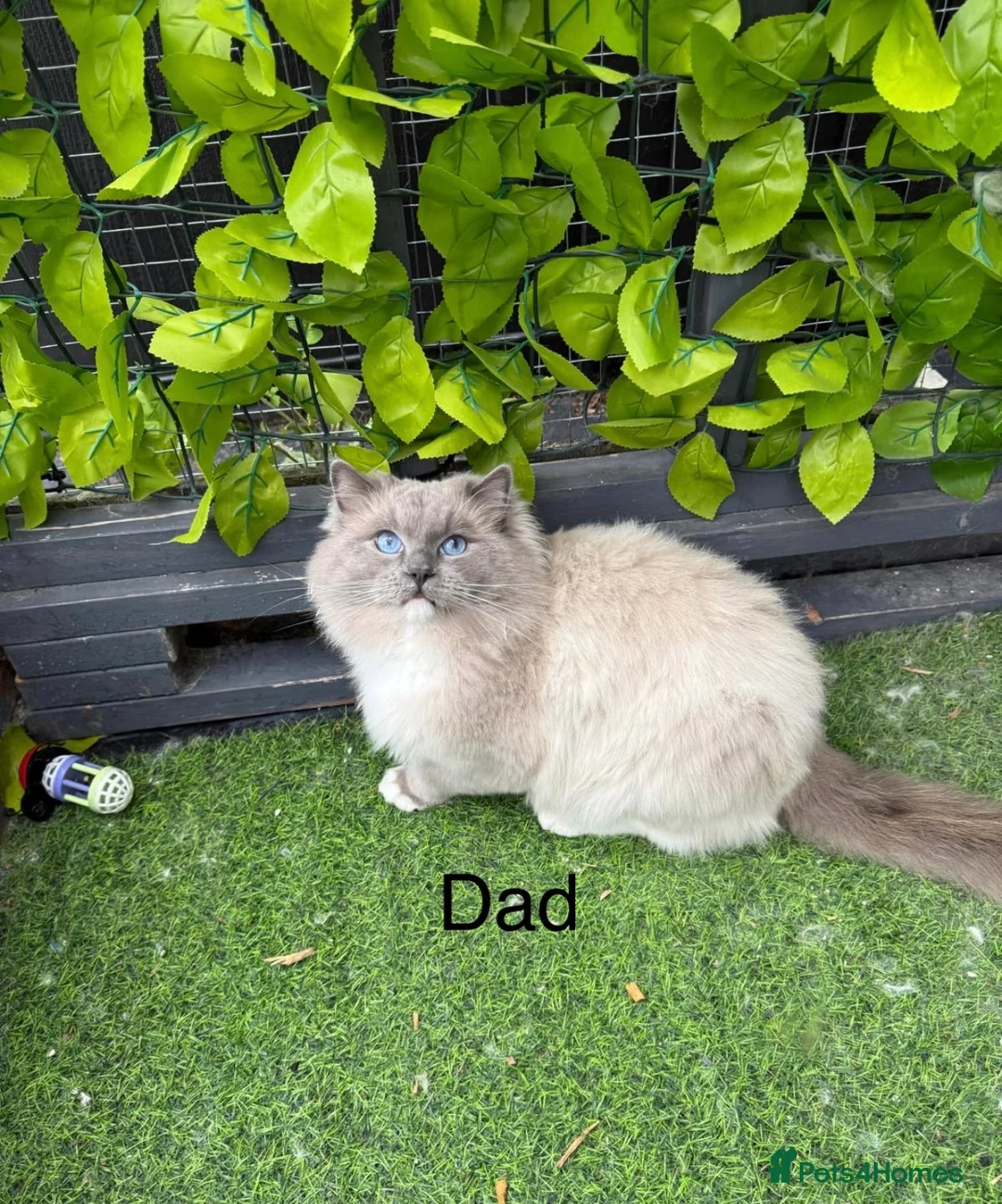 Ragdoll cats for sale: Seal bicolour & seal point  ragdolls  - Advert 32